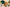 Tecnología para Perros: Mejora la Vida de tu Mejor Amigo