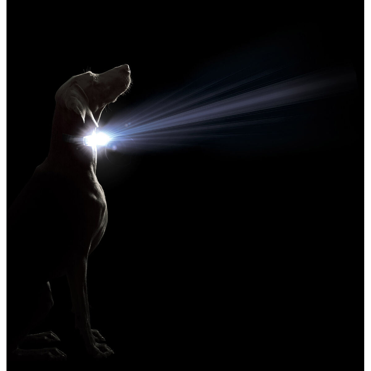 V4H15858116C8962ECC8AC463ED04244BEAR5554890P2