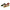DENTAL TREATS 9 cms./12 grs. CEPILLO DENTAL