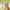 TOFU CAT LITTER 6 LT