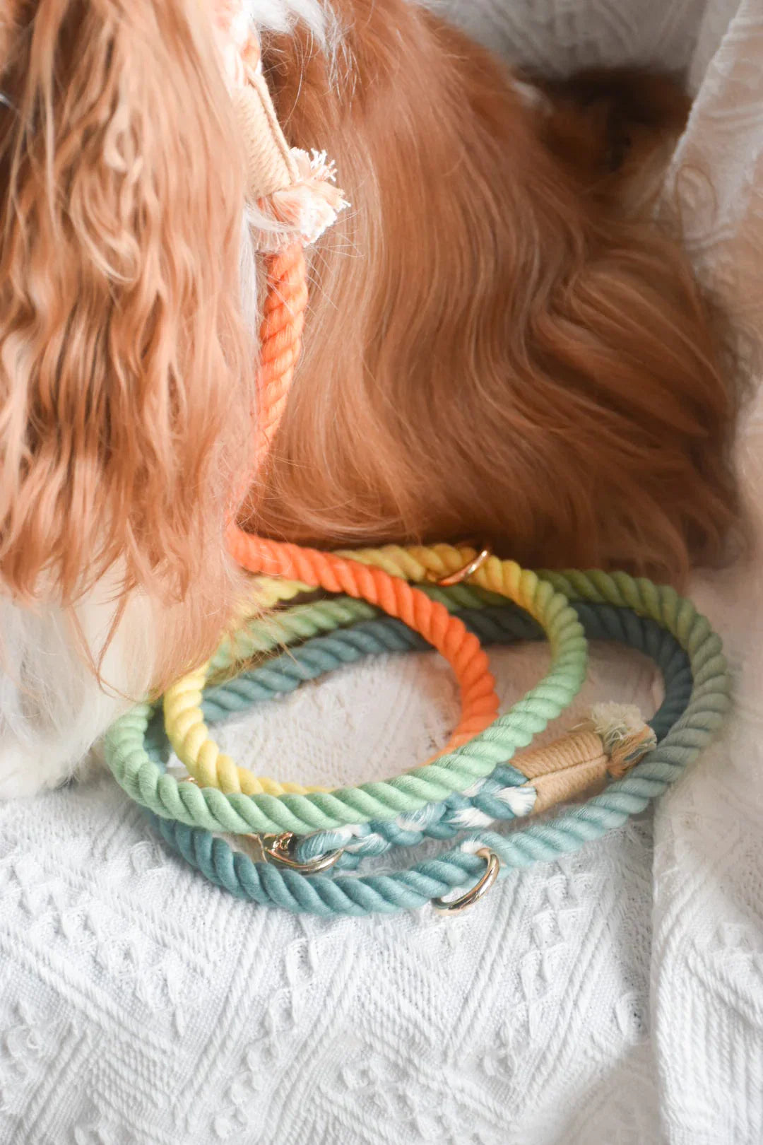 HANDS FREE DOG ROPE LEASH - FOREST SHADE