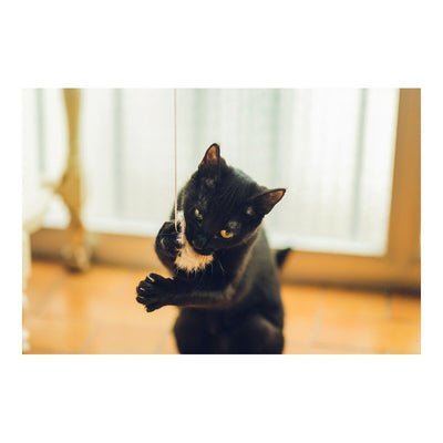 V11H850F2D8185D6DA8A04A450D6A11145A8R4263188P3