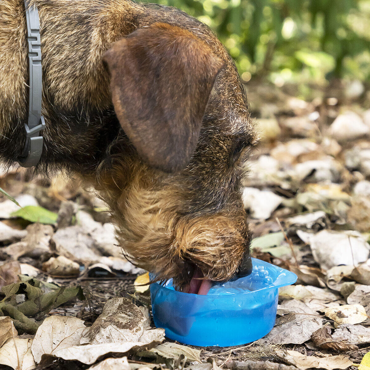 Botella con Depósito de Agua y Comida para Mascotas 2 en 1 Pettap