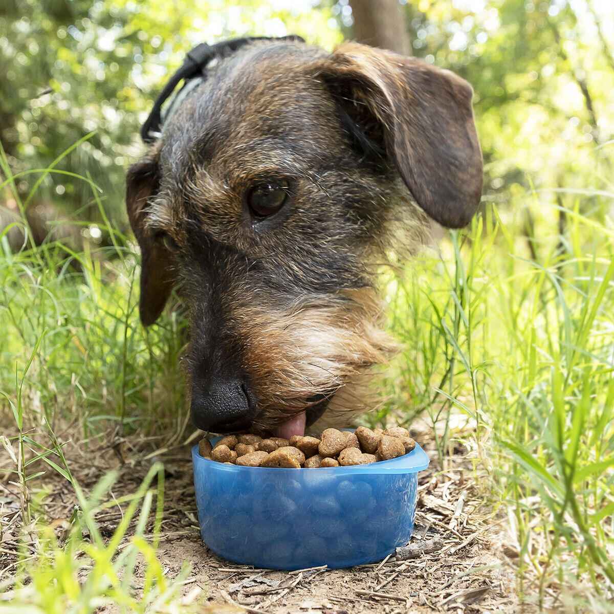Pettap: Botella Portátil para Mascotas con Dispensador de Agua y Comida – Ideal para Paseos y Viajes